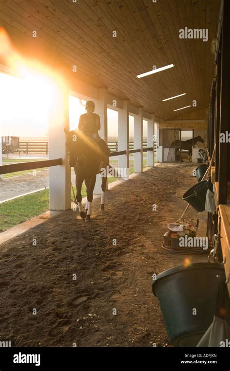 Early morning activity in Thoroughbred horse training barn Stock Photo - Alamy