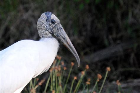 Field Notes and Photos: Wood Storks: Everglades Indicator Species