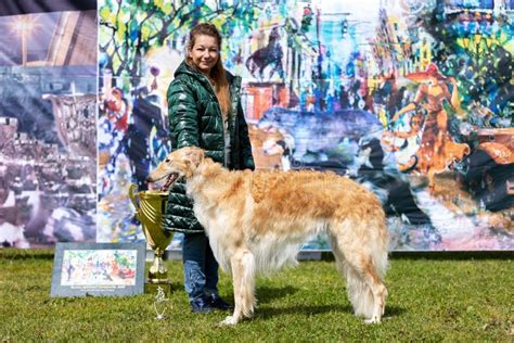 Red Borzoi Outdoor on Dog Show at Summer Editorial Stock Photo - Image ...