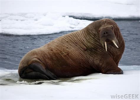 What are Walruses? (with pictures) | Animaux