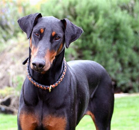 The Majestic Doberman Pinscher: Everything You Need to Know - All Big Dog Breeds