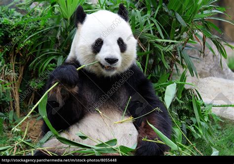 oso panda gigante comiendo bambú - Stockphoto - #8055448 | Agencia de ...