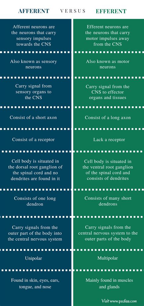 Difference Between Afferent and Efferent | Definition, Features, Function