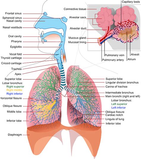Health Medicine Anatomy · Free vector graphic on Pixabay