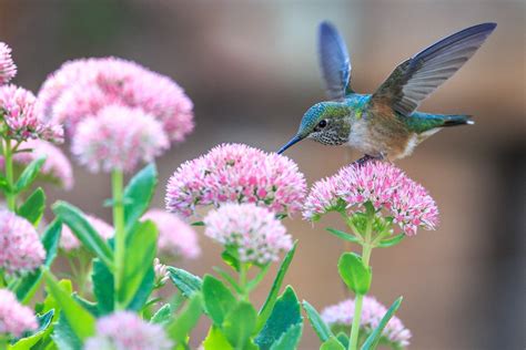 Download Flower Bird Animal Hummingbird HD Wallpaper