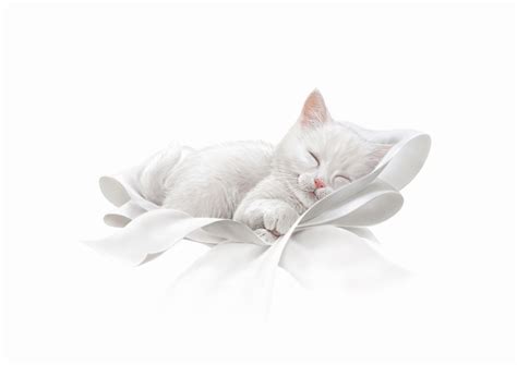 Cute white kitten asleep Stock Images