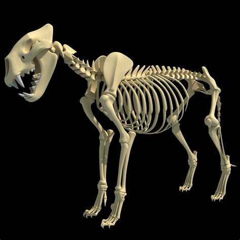 Lion Skeleton 3D Model – 3D Horse