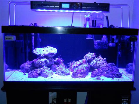 Coral Placement Suggestions | Reef2Reef