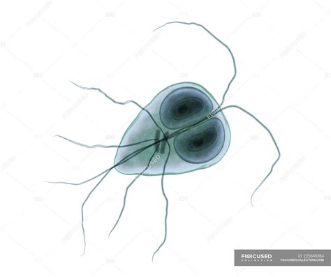 Giardia lamblia flagellated protozoan parasite, digital illustration. — science, parasitic ...