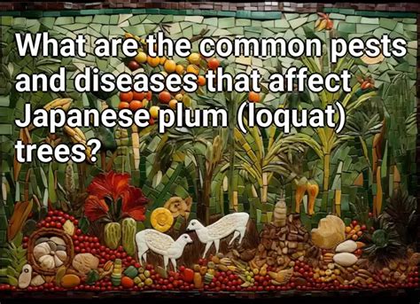 What are the common pests and diseases that affect Japanese plum (loquat) trees? – Agriculture ...