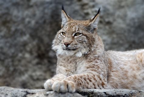 Canada Lynx - Endangered Species Coalition