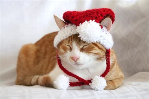 Santa Hat for Cats Cat Santa Hat Holiday Cat Hat Christmas | Etsy