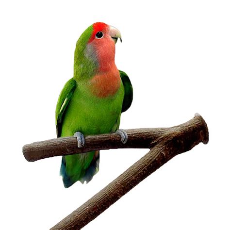 Aliexpress.com : Buy Bird Cage Wood Branch Stand Perches Parrot Wooden ...