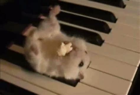 Hamster Piano Eating Popcorn Which Is Odd | Baby animals, Animals, Cool pets