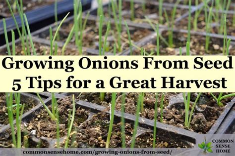 Growing Onions From Seed - 5 Tips for a Great Harvest