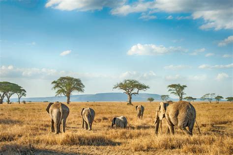 Serengeti national park Safaris | Serengeti National Park | Tanzania