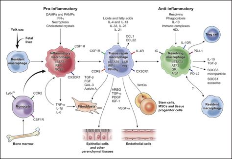 Macrophages in Tissue Repair, Regeneration, and Fibrosis: Immunity