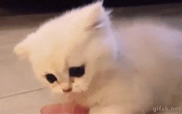 Funny cats - part 199 (40 pics + 10 gifs) | Amazing Creatures