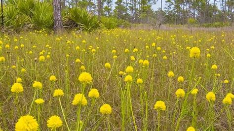 Florida Wildflowers - Florida Smart