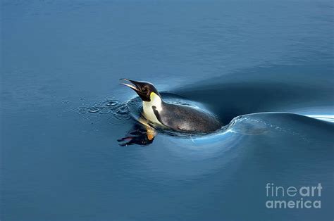 Emperor Penguin Swimming Photograph by British Antarctic Survey/science ...