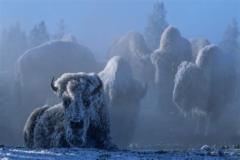 Tom Murphy: Yellowstone Photographer