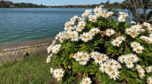 How to Plant, Grow, and Care For Montauk Daisies