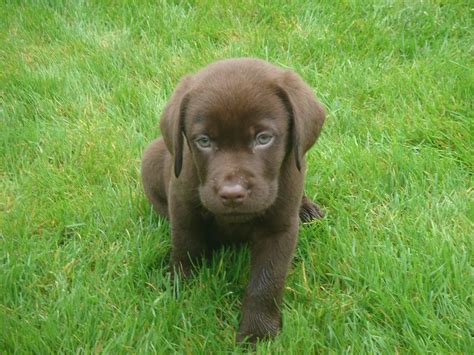 Chocolate Lab Puppies For Adoption Nj : Chocolate Labrador Retriever ...