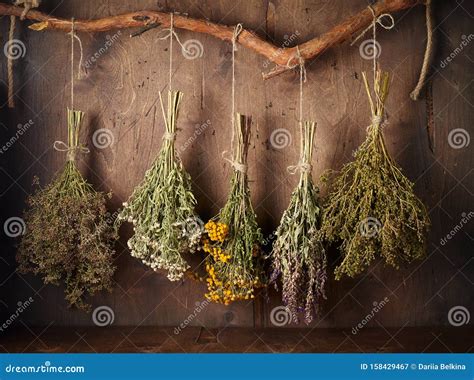 Drying Medical Herbs for Use in Alternative Medicine Stock Image - Image of flower, mint: 158429467