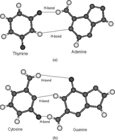 -Complementary base pairing in nucleic acids of DNA: (a) adenine (A)... | Download Scientific ...