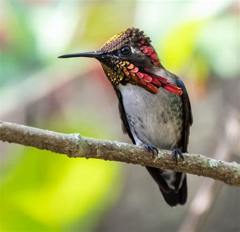 The Bee Hummingbird: A Rare Cuban Jewel - Owen Deutsch Photography