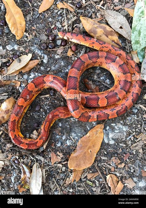 Red Rat Snake. Florida, USA Stock Photo - Alamy