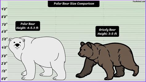 Polar Bear Size: How Big Are They? Compared With Others