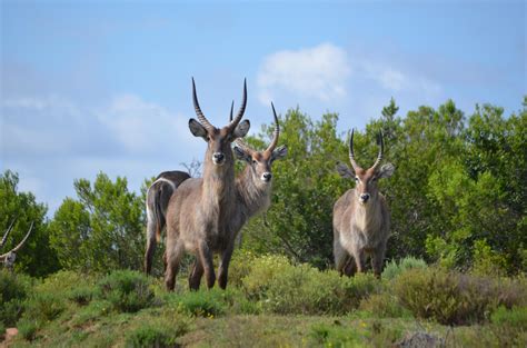 Lalibela Game Reserve - Xscape4u