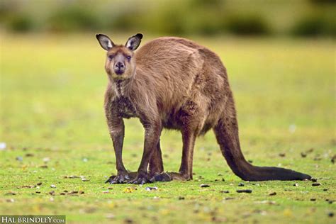 Daily Creature 27: Western Gray Kangaroo - Hal Brindley Wildlife Photography