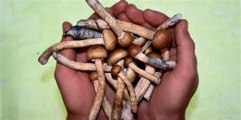 What to expect during a magic mushroom trip and how long shrooms stay in your system | Business ...