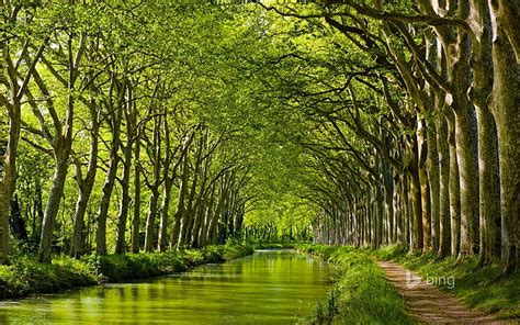 HD wallpaper: Forest green river-2015 Bing theme wallpaper, body of water, plant | Wallpaper Flare