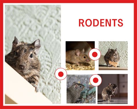 Rodents - How and Why? | Sydneys Best Pest Control