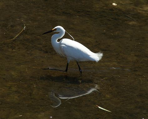 Little Egret breeding plumage,wonderfull to watch while fe… | Flickr