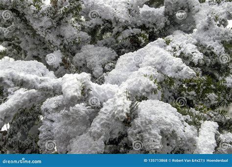 Fake Snow on a Christmas Tree at Amsterdam the Netherlands 2018 Stock ...