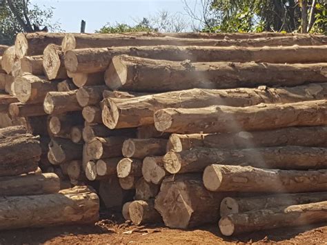 AB gmelina arborea wood, Pattern : ROUGH at Rs 310 / Cubic Meter in Pune | KRS GLOBAL