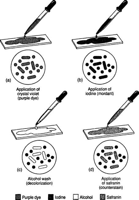 Staining Techniques