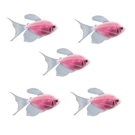 Moonrise Pink Longfin Tetra 5 For Sale - 5 Pack | Petco