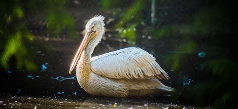 Pelican, Dalmatian - Louisville Zoo