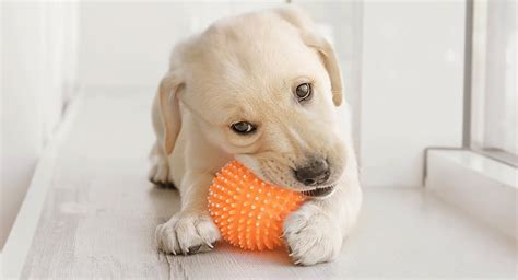 Best Chew Toys For Puppies - Tips And Reviews To Help You Choose