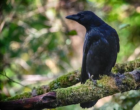 Is this a carrion crow | Can anyone identify this bird pleas… | Flickr