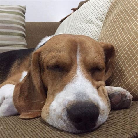 Pin on Beagles: sleep like a beagle