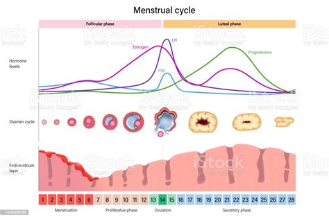 Menstrual Cycle Hormone Levels Ovarian Cycle And Endometrium Layer ...