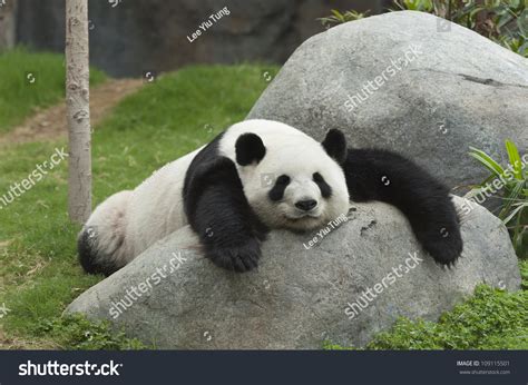 Adorable Giant Panda Bear Sleeping Stock Photo 109115501 | Shutterstock