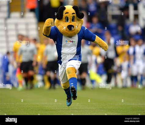 Beau Brummie, Birmingham City mascot Stock Photo - Alamy