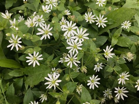 Aster divaricatus / White Wood Aster | Wicklein's Wholesale Native ...